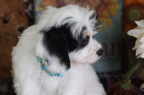 Our cavachons are bred following the expert guidance of timshell farm in arizona. Cavachon - My Dog Breeders - Part 33