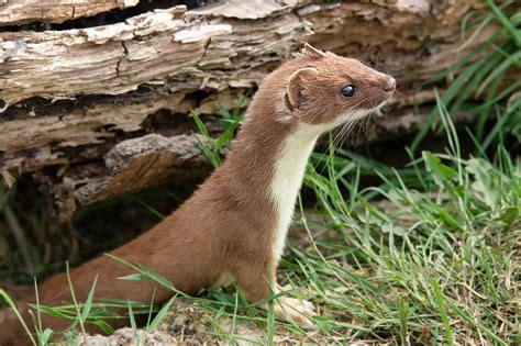 The Intriguing Life Of The Weasel Mustela Nivalis Glenlivet Wildlife