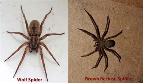 Brown Recluse Spider Size Comparison