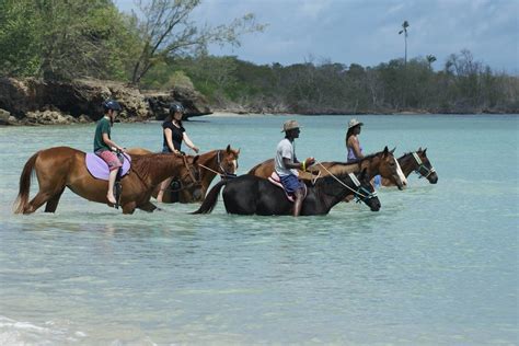 Being With Horses Destination Trinidad And Tobago Tours Holidays