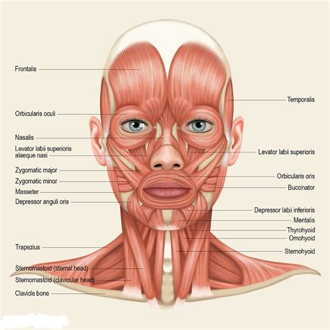 Neck and shoulder muscles diagram muscles of neck anterior view dental hygiene pinterest anatomy. VJEŽBE JOGE LICA- UPUTE ZA VJEŽBANJE | Savršena-Žena.com