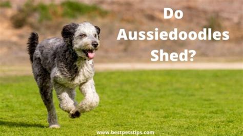 Do Aussiedoodles Shed A Groomers Guide For Beginners
