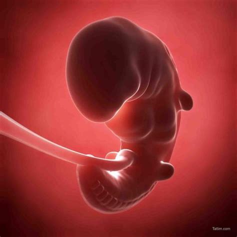 1st Month Pregnancy Symptoms And Fetal Development