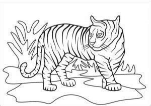57 Desenhos De Tigres Para Colorir Em Casa Pintar