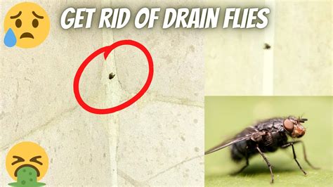 Drain Fly How To Get Rid Of Drain Flies Easy Speedy