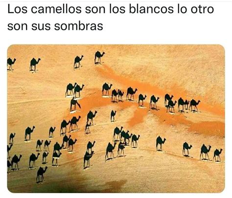 Los Camellos Son Los Blancos Lo Otro Son Sus Sombras Memes