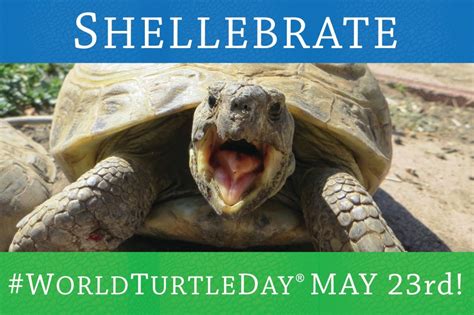 American Tortoise Rescue Shellebrates World Turtle Day On May 23