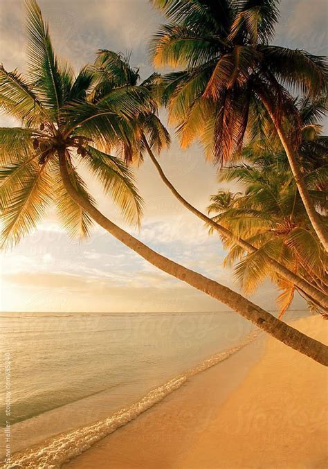 Palm trees > tropical Caribbean beach. Ocean, sand . . . paradise ...