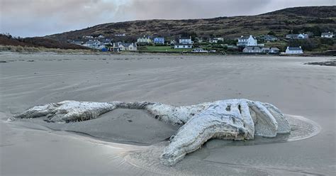 Gigantic Mystery Carcass Washes Up On Donegal Beach Donegal Daily
