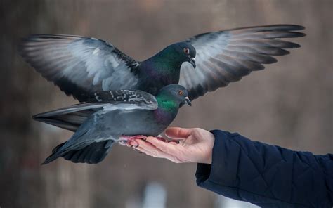 Pigeons On Hand Two Beautiful Pigeon Feeding From Hand Detsktop