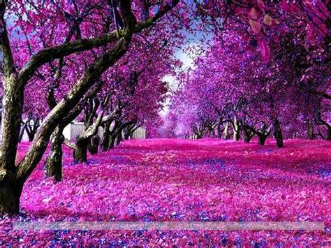 Beautiful Purple Nature Purple And Pink Nature 1024x768 Download