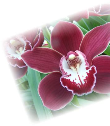 beautiful orchids grown in Chilliwack BC | Orchids, Beautiful orchids, Beautiful