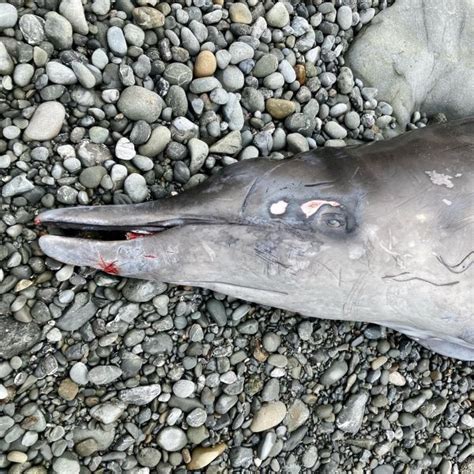 A Rare Beaked Whale Washes Up Dead On The Mendocino Coast Redheaded