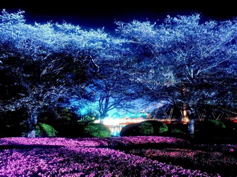 Download Cherry Blossom Night Anime Wallpaper Images Jasmanime