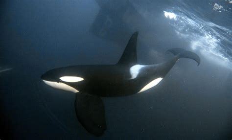 How Can I Dive Or Swim With The Orcas