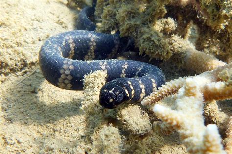 Researchers Offer Solution To Puzzle Of Sea Snakes With Jet Black Skin
