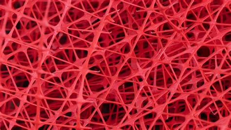 Bio Inspired Materials Biomimicry New Zealand