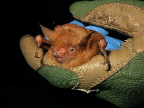 Orange Is The New Black—for Bats