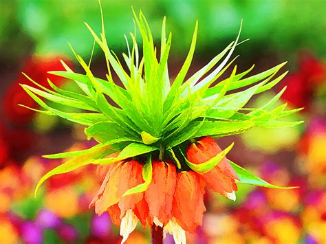 Crown Imperial Flower Digital Impression Of An Orange And Gr Flickr