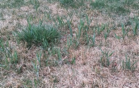 Tall Fescue In Lawn Lot Lines