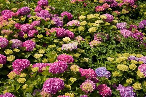 Photo Hydrangeas Vegetables Plants Flowers Photo Vegetable Recipes