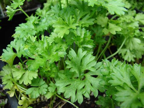 Parsley Its Secrets Its Origins And How To Take Care Of It Abc Of