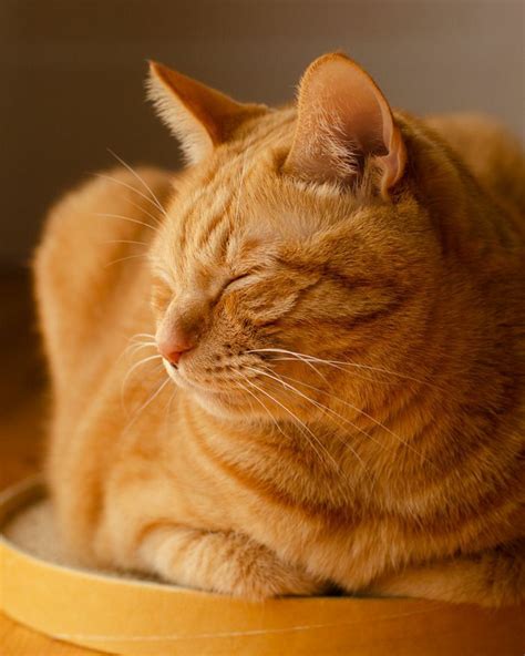 Mitsu On Twitter Orange Tabby Cats Pretty Cats Beautiful Cats