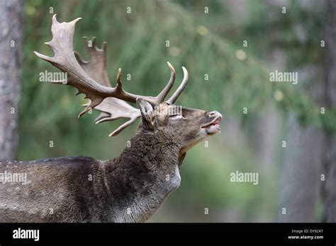 Fallow Deer Deer Stags Stag Cloven Hoofed Animal Antler Cervid Dama