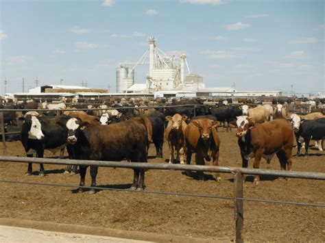 Listeriosis In A Feed Yard Steer Texas Aandm Veterinary Medical