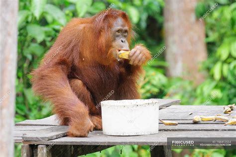 Orangutan Eating Bananas Sitting On Wooden Construction In Green Forest — National Park