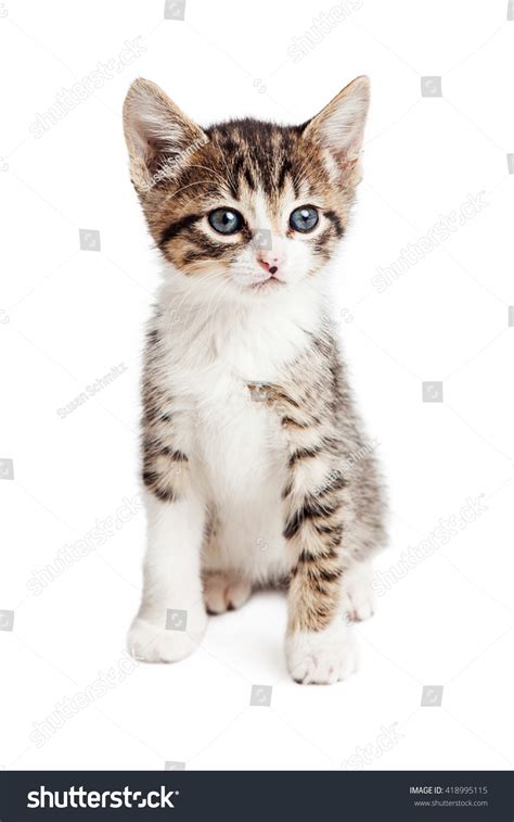 Cute Young Tabby Kitten Sitting On White Stock Photo 418995115