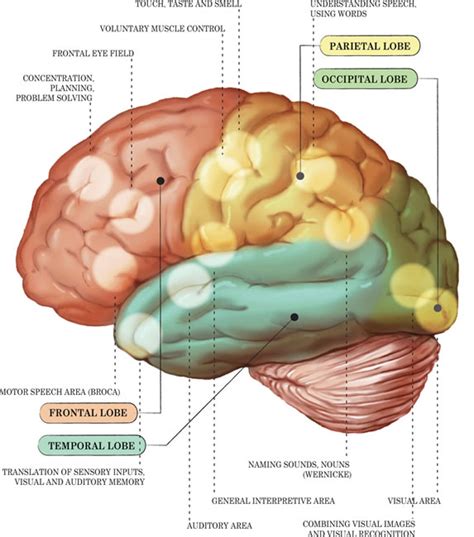 Struktur Otak Dan Fungsinya YuniS Blog