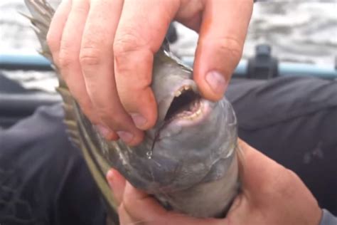 Florida Man Catches Fish With Human Like Teeth Releases It Back Into