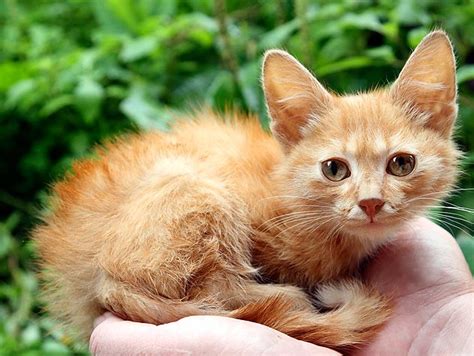 Helping Abandoned Stray Cats And Kittens Petfinder