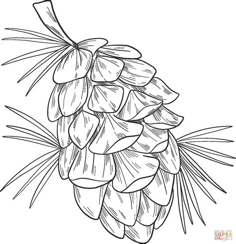 Pine Cone Coloring Page Free Printable Coloring Pages