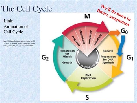 2015 Cell Cycle And Mitosis