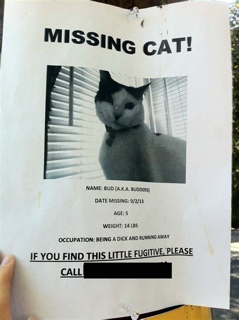 Hilarious Posters For Missing Cats