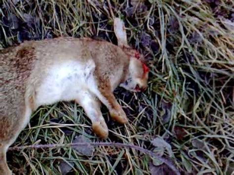 Teach children how to carefully how to hold the bunny without hurting it, how to calm the bunny, and remind him that the bunny's little back can break if he is afraid and tries to run away by kicking his legs too hard. RABBIT TWITCHING AFTER DEATH.mp4 - YouTube