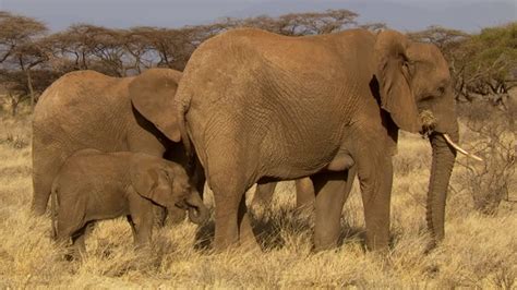 Two Elephant Families Unite This Wild Life Bbc