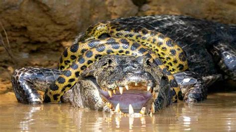Viral Video Anaconda Vs Alligator Brutal Fight Iwmbuzz