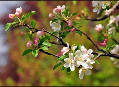 Regular crabapple pruning is required to have a great looking tree. Sprout Home Plant Of The Week: Crabapple Tree | HuffPost