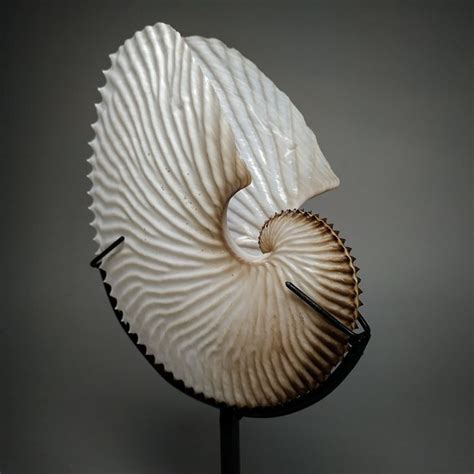 Argonaut Paper Nautilus