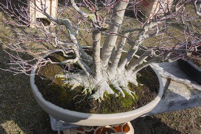 Probably the most utilized technique in bonsai is the trunk chop. Mr. Fukunaga's maples - Bonsai Tonight