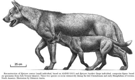 Extinction Around The World Honshū Wolf And Epicyon Haydeni
