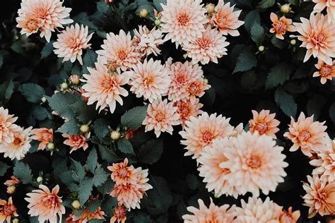 Aesthetic flower wallpapers for free download. Indie - BFF PRINT SHOP | Vintage desktop wallpapers, Aesthetic desktop wallpaper, Macbook wallpaper