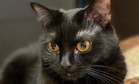 top   female bombay cat names petpress