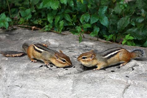 How To Get Rid Of Chipmunks In Your Yard Smoky Wildlife Control