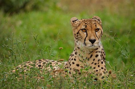 Los Diez Mejores Safaris De África En 2022 Dimension Turistica Magazine