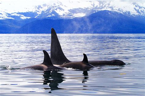 Satellite Tagging Research On Killer Whales In Alaska Noaa Fisheries
