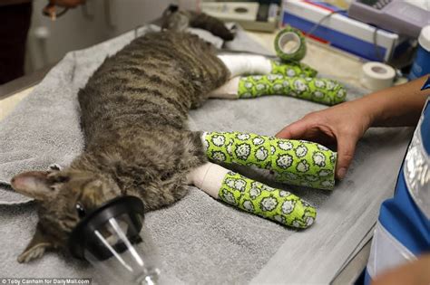 Cats Rescued From California Fires Suffer From Burnt Paws And Smoke